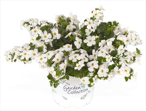 photo of flower to be used as: Pot, patio, basket Bacopa (Sutera cordata) RED FOX Bahia White Sand