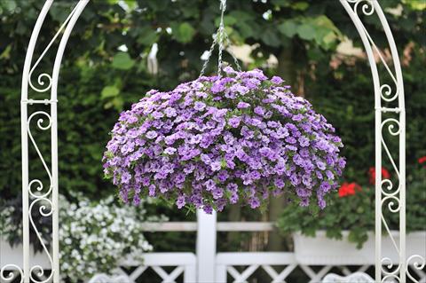 photo of flower to be used as: Pot, bedding, patio, basket Calibrachoa RED FOX Aloha® Double Lavender