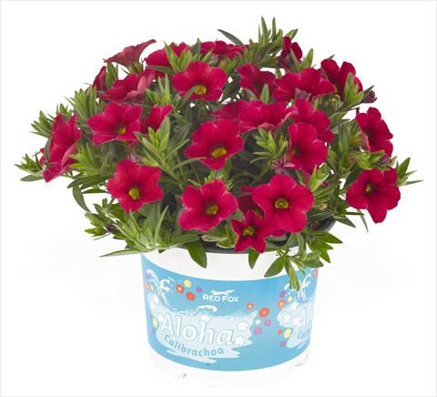photo of flower to be used as: Pot, bedding, patio, basket Calibrachoa RED FOX Aloha® Kona Cherry