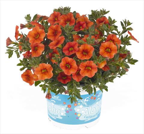 photo of flower to be used as: Pot, bedding, patio, basket Calibrachoa RED FOX Aloha® Kona Hot Orange