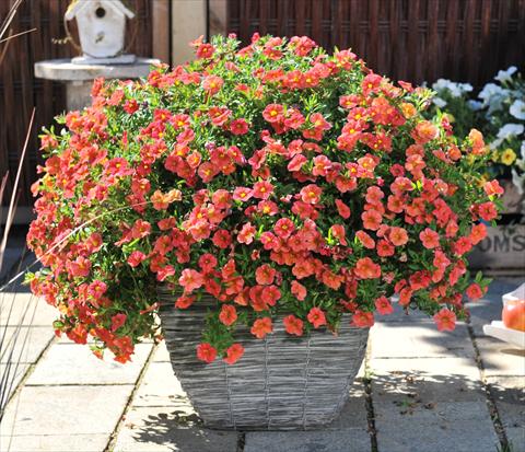 photo of flower to be used as: Pot, bedding, patio, basket Calibrachoa RED FOX Aloha® Kona Mandarin