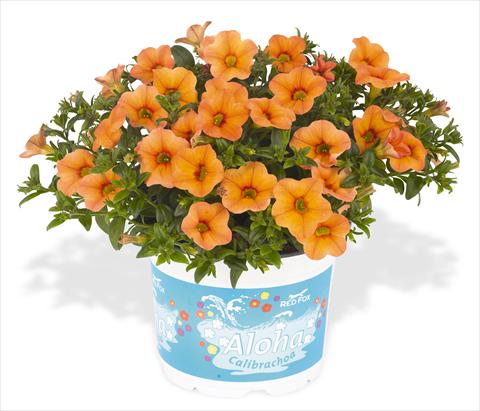 photo of flower to be used as: Pot, bedding, patio, basket Calibrachoa RED FOX Aloha® Kona Mango
