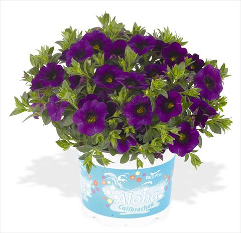 photo of flower to be used as: Pot, bedding, patio, basket Calibrachoa RED FOX Aloha® Kona Midnight Blue