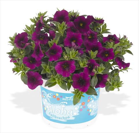 photo of flower to be used as: Pot, bedding, patio, basket Calibrachoa RED FOX Aloha® Kona Midnight Purple