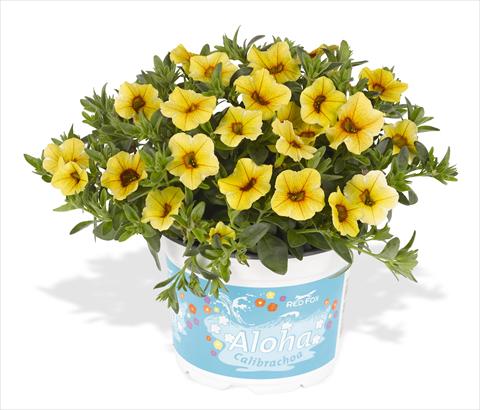 photo of flower to be used as: Pot, bedding, patio, basket Calibrachoa RED FOX Aloha® Kona Pineapple