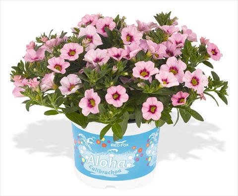 photo of flower to be used as: Pot, bedding, patio, basket Calibrachoa RED FOX Aloha® Kona Tiki Soft Pink