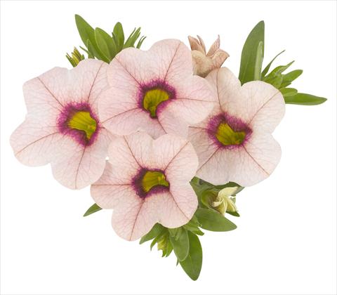 photo of flower to be used as: Pot, bedding, patio, basket Calibrachoa RED FOX Aloha® Tiki Lychee