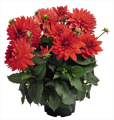 photo of flower to be used as: Pot and bedding Dahlia RED FOX XXL Alamos