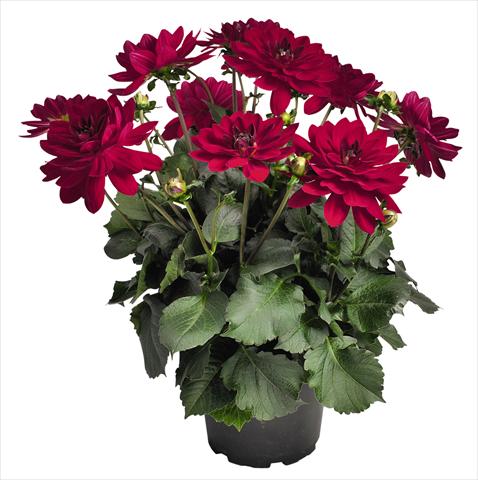 photo of flower to be used as: Pot and bedding Dahlia RED FOX XXL Taxco