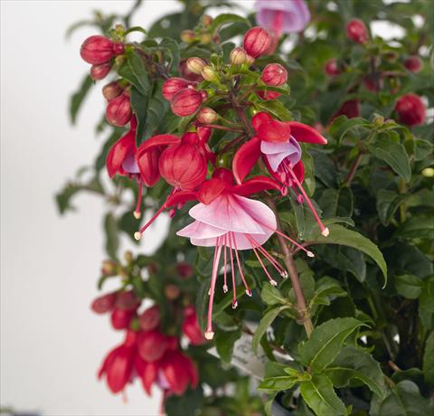 photo of flower to be used as: Pot Fuchsia RED FOX Saba