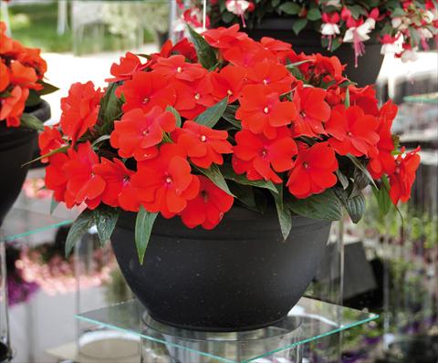 photo of flower to be used as: Pot, bedding, patio, basket Impatiens N. Guinea RED FOX Magnum Dark Red