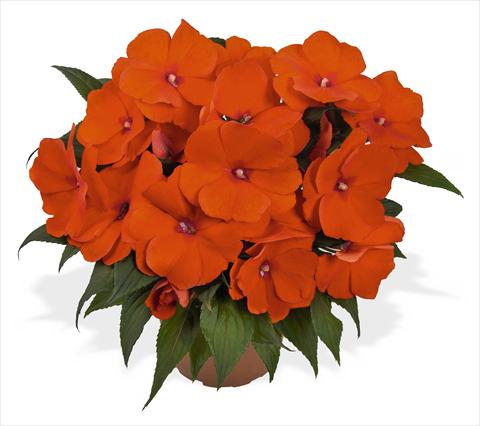 photo of flower to be used as: Pot, bedding, patio, basket Impatiens N. Guinea RED FOX Magnum Orange