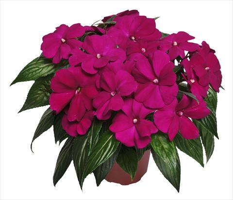 photo of flower to be used as: Pot, bedding, patio, basket Impatiens N. Guinea RED FOX Magnum Purple