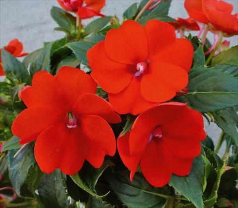 photo of flower to be used as: Pot, bedding, patio, basket Impatiens N. Guinea SunPatiens® Compact Electric Orange