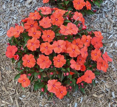 photo of flower to be used as: Pot, bedding, patio, basket Impatiens N. Guinea SunPatiens® Compact Hot Coral