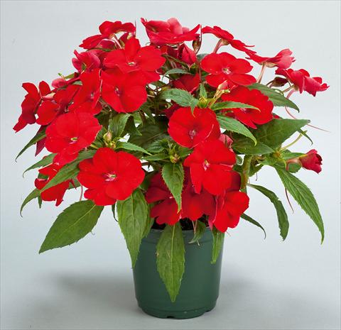 photo of flower to be used as: Pot, bedding, patio, basket Impatiens N. Guinea SunPatiens® Compact Red