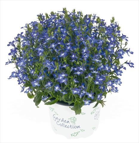 photo of flower to be used as: Pot, bedding, patio, basket Lobelia RED FOX Bella Donna