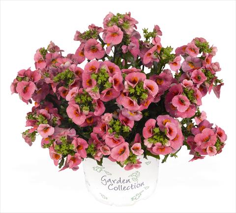 photo of flower to be used as: Basket / Pot Nemesia RED FOX Nemo Pink