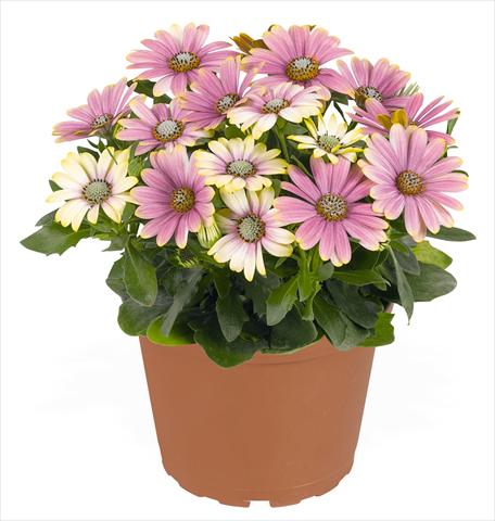 photo of flower to be used as: Pot and bedding Osteospermum RED FOX Summertime® Sweet Blue Sunrise