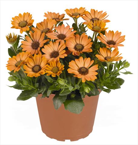 photo of flower to be used as: Pot and bedding Osteospermum RED FOX Summertime® Sweet Copper Sun