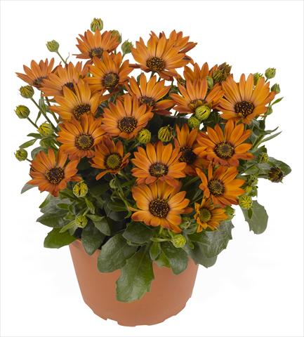 photo of flower to be used as: Pot and bedding Osteospermum RED FOX Summertime® Toffee