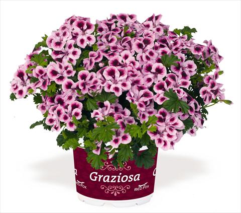 photo of flower to be used as: Patio, pot Pelargonium interspec. RED FOX Graziosa Piccola Royal Soft Pink