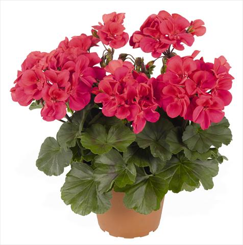 photo of flower to be used as: Patio, pot Pelargonium interspec. RED FOX Sarita Punch