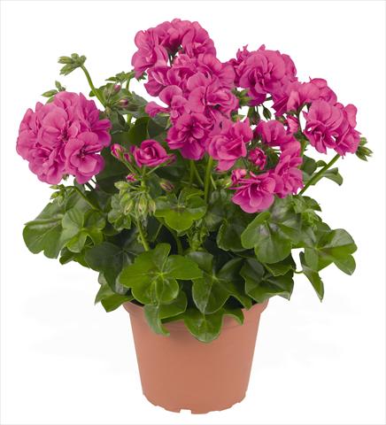 photo of flower to be used as: Pot, patio, basket Pelargonium peltatum RED FOX Great Balls of Fire Blue