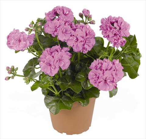 photo of flower to be used as: Pot, patio, basket Pelargonium peltatum RED FOX Great Balls of Fire Lavender