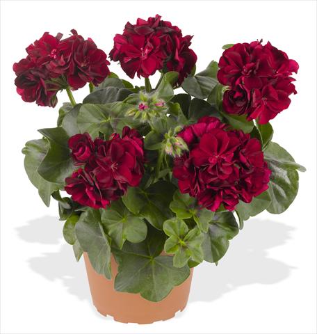 photo of flower to be used as: Pot, patio, basket Pelargonium peltatum RED FOX Great Balls of Fire Merlot