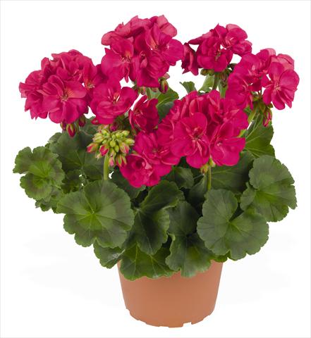 photo of flower to be used as: Pot, bedding, patio Pelargonium zonale RED FOX Green Series Azulia