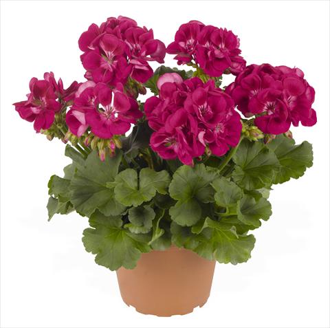 photo of flower to be used as: Pot, bedding, patio Pelargonium zonale RED FOX Green Series Plum 2013