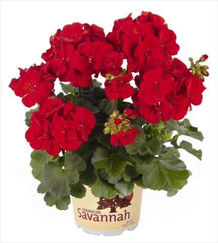 photo of flower to be used as: Pot, bedding, patio Pelargonium zonale RED FOX Savannah Carmine