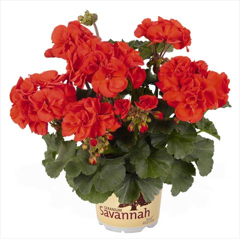 photo of flower to be used as: Pot, bedding, patio Pelargonium zonale RED FOX Savannah Orange