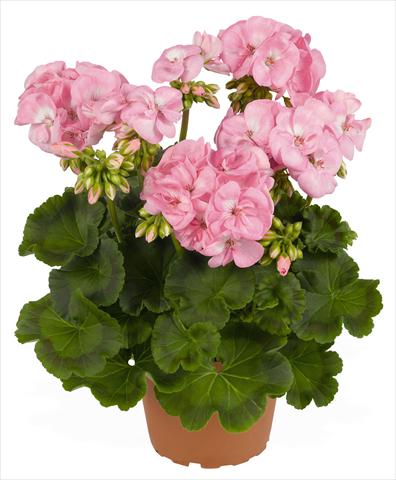 photo of flower to be used as: Pot, bedding, patio Pelargonium zonale RED FOX Survivor Baby Face