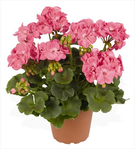 photo of flower to be used as: Pot, bedding, patio Pelargonium zonale RED FOX Survivor Pink Passion