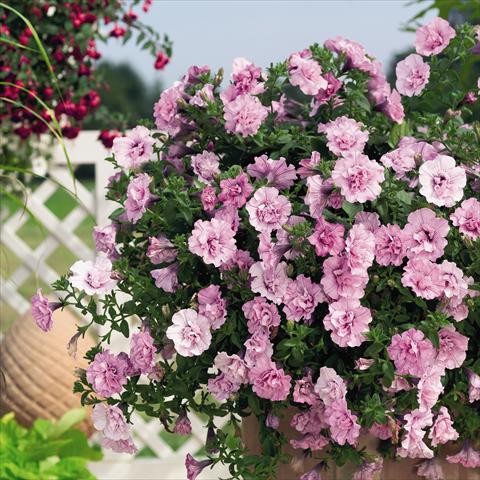 photo of flower to be used as: Pot, bedding, patio, basket Petunia x hybrida RED FOX Double Surprise Soft Pink
