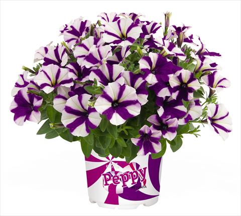 photo of flower to be used as: Pot, bedding, patio, basket Petunia RED FOX Peppy Blue