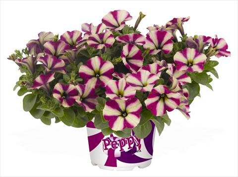 photo of flower to be used as: Pot, bedding, patio, basket Petunia RED FOX Peppy Neon