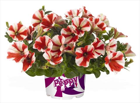 photo of flower to be used as: Pot, bedding, patio, basket Petunia RED FOX Peppy Red