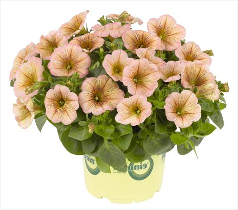 photo of flower to be used as: Pot, bedding, patio, basket Petunia RED FOX Potunia® Mochaccino