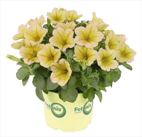 photo of flower to be used as: Pot, bedding, patio, basket Petunia RED FOX Potunia® Plus Banana