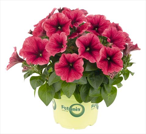 photo of flower to be used as: Pot, bedding, patio, basket Petunia RED FOX Potunia® Plus Strawberry Ice