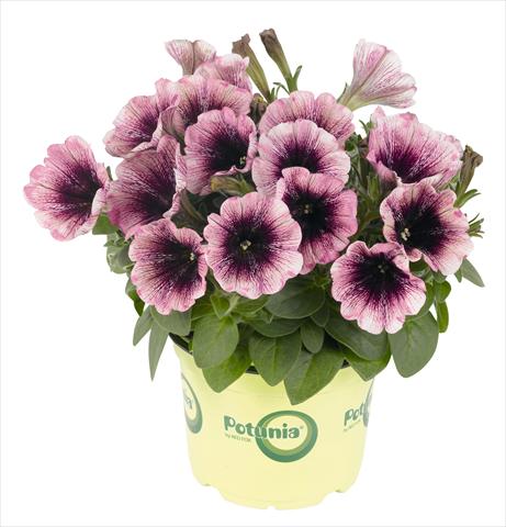 photo of flower to be used as: Pot, bedding, patio, basket Petunia RED FOX Potunia® Plus Watercolor Purple