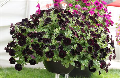 photo of flower to be used as: Pot, bedding, patio, basket Petunia x hybrida RED FOX Surprise Midnight Cowboy