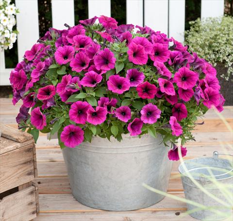 photo of flower to be used as: Pot, bedding, patio, basket Petunia x hybrida RED FOX Sweetunia® Electric Violet