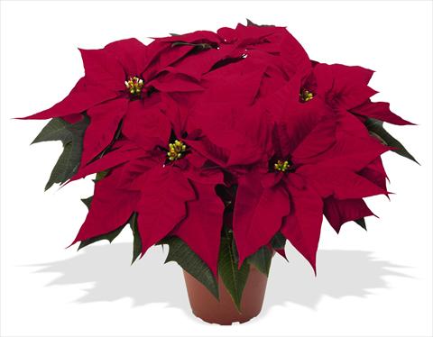 photo of flower to be used as: Pot Poinsettia - Euphorbia pulcherrima RED FOX Special Reds Holly Jolly Dark Red