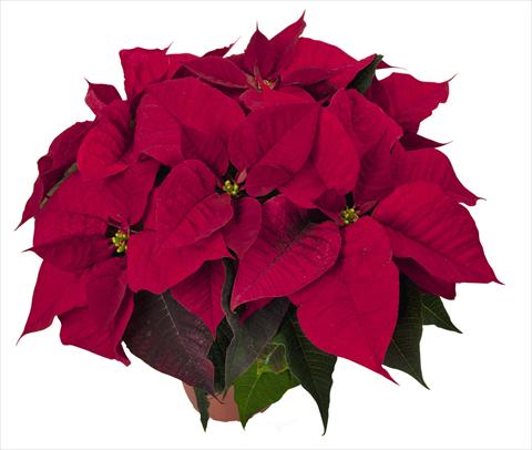 photo of flower to be used as: Pot Poinsettia - Euphorbia pulcherrima RED FOX Special Reds Ouverture Dark Red