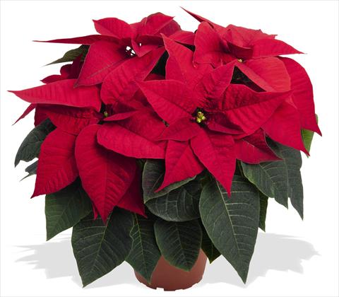 photo of flower to be used as: Pot Poinsettia - Euphorbia pulcherrima RED FOX Special Reds Prima Red