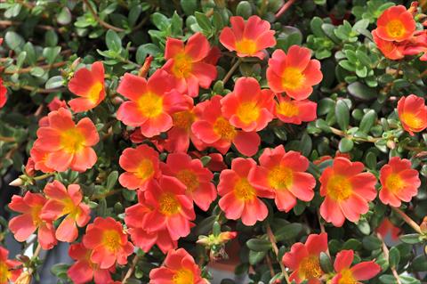 photo of flower to be used as: Bedding, patio, basket Portulaca RED FOX Cupcakes Carrot